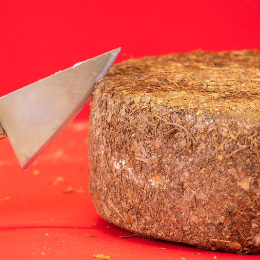 Pecorino sottto foglie di Castagno